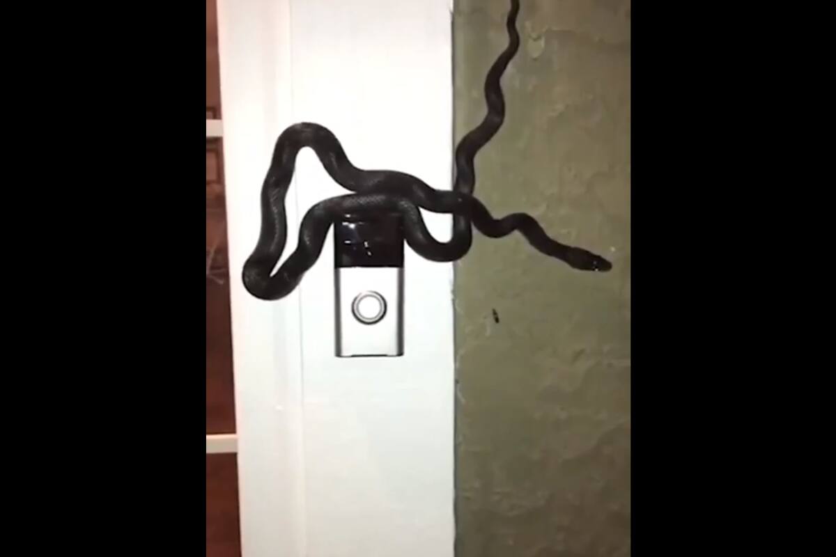 Así encontró a la serpiente, trepada al timbre de su casa (NBC News)
