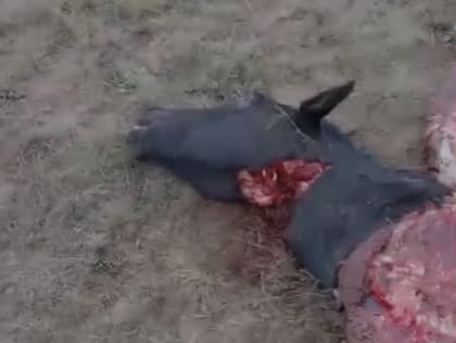 Así encontró el productor a su yegua criolla preñada degollada y luego carneada en el campo de General Acha