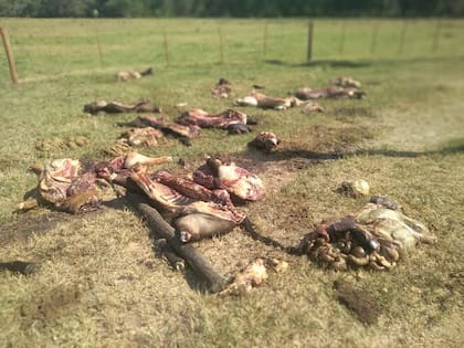 Así encontró el productor Carlos Gullan los seis terneros faenados en su campo el domingo por la mañana