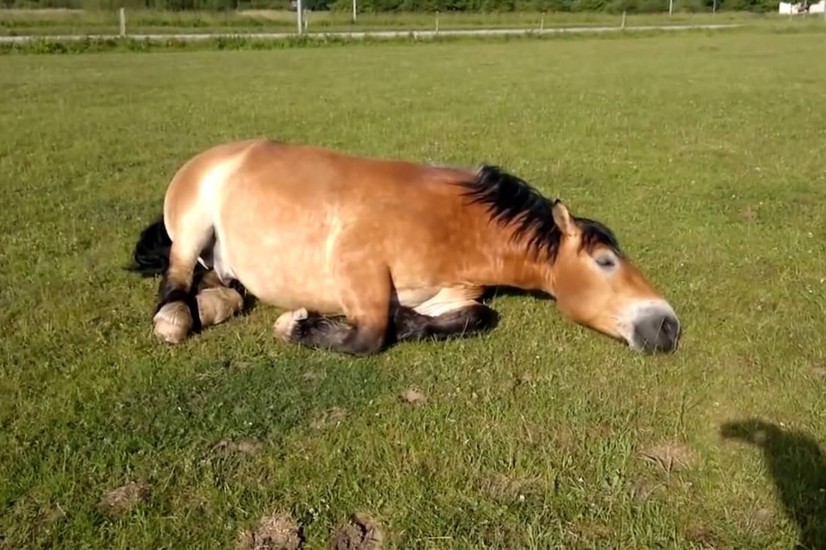 Así es como duermen de verdad los caballos, según una bióloga