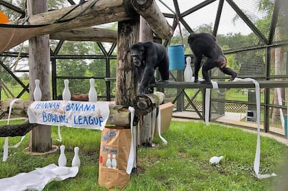 Así es el Center for Great Apes, de Florida, Estados Unidos