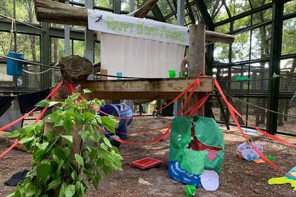 Así es el Center for Great Apes, de Florida, Estados Unidos