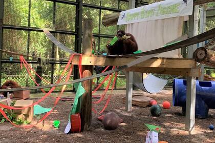 Así es el Center for Great Apes, de Florida, Estados Unidos