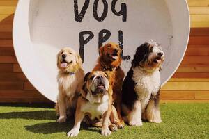 Así es el exclusivo club privado de Los Angeles en donde los dueños y sus mascotas disfrutan del lujo