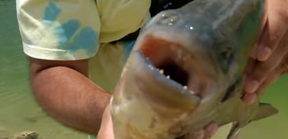 Así es el extraño pez que encontró un pescador en un estanque de Miami