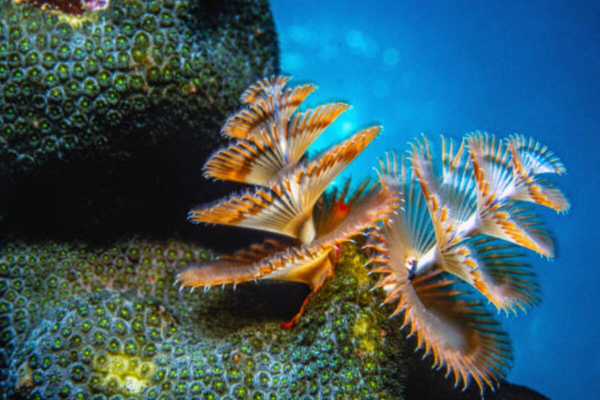Así es el gusano "árbol de Navidad" (Foto Pexels)
