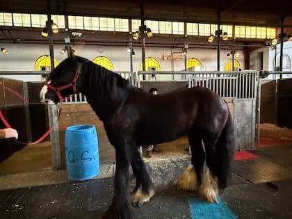 Así es el Gypsy Vanner, el caballo gitano que llegó a Argentina con una misión familiar y terapéutica