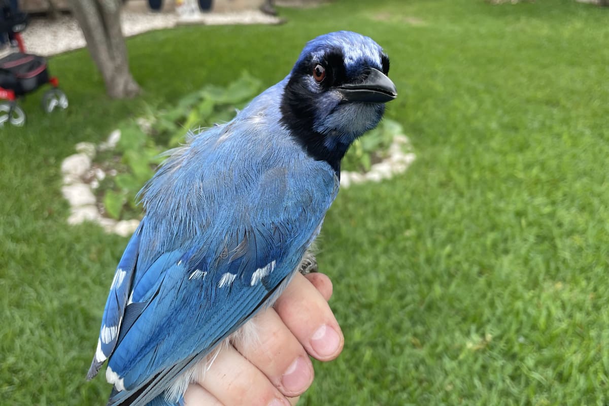 Así es el pájaro que surgió de una cruza de arrendajos verdes y azules, divisado en un suburbio de Texas