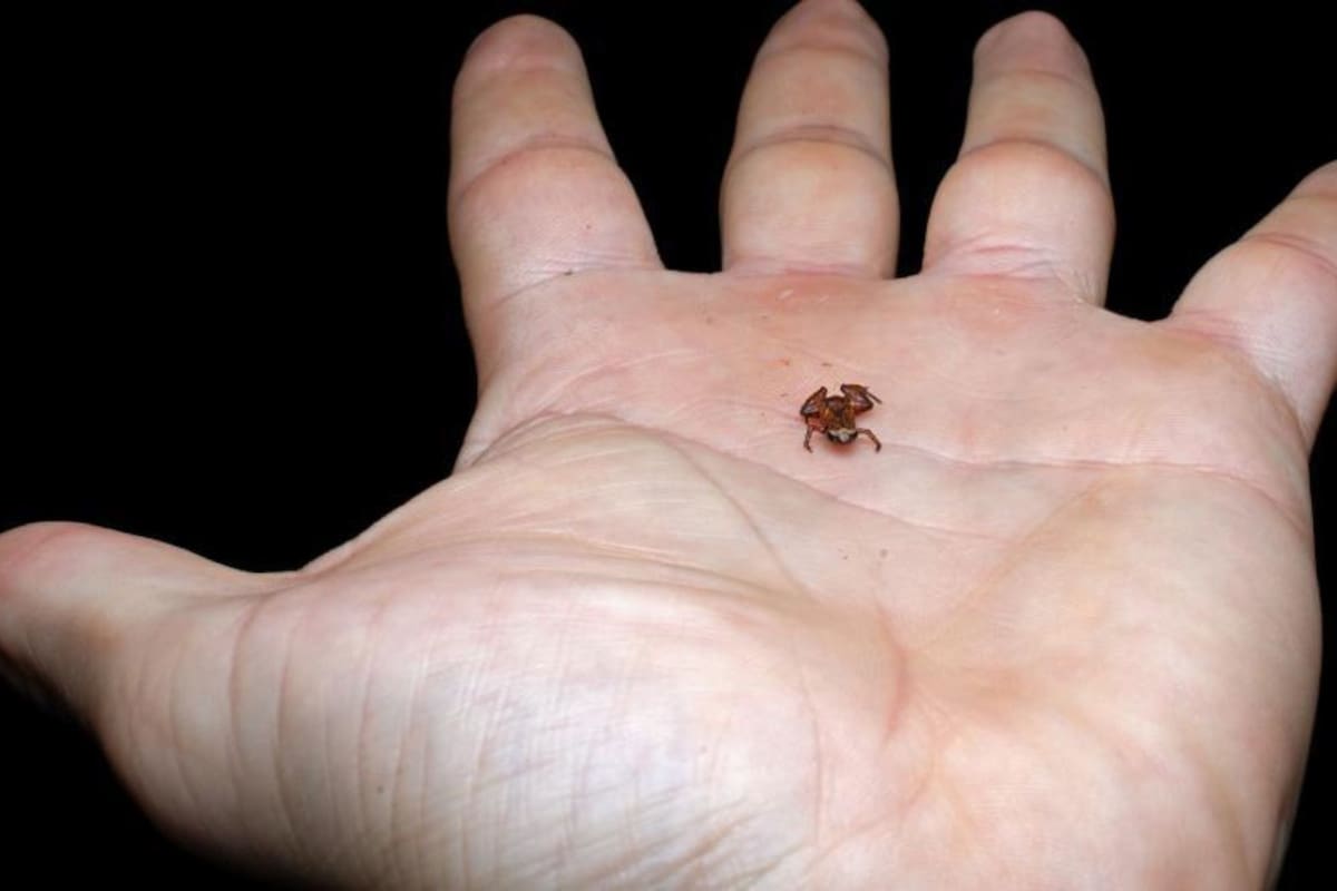 Así es el Sapo Pulga, el segundo vertebrado más pequeño del planeta