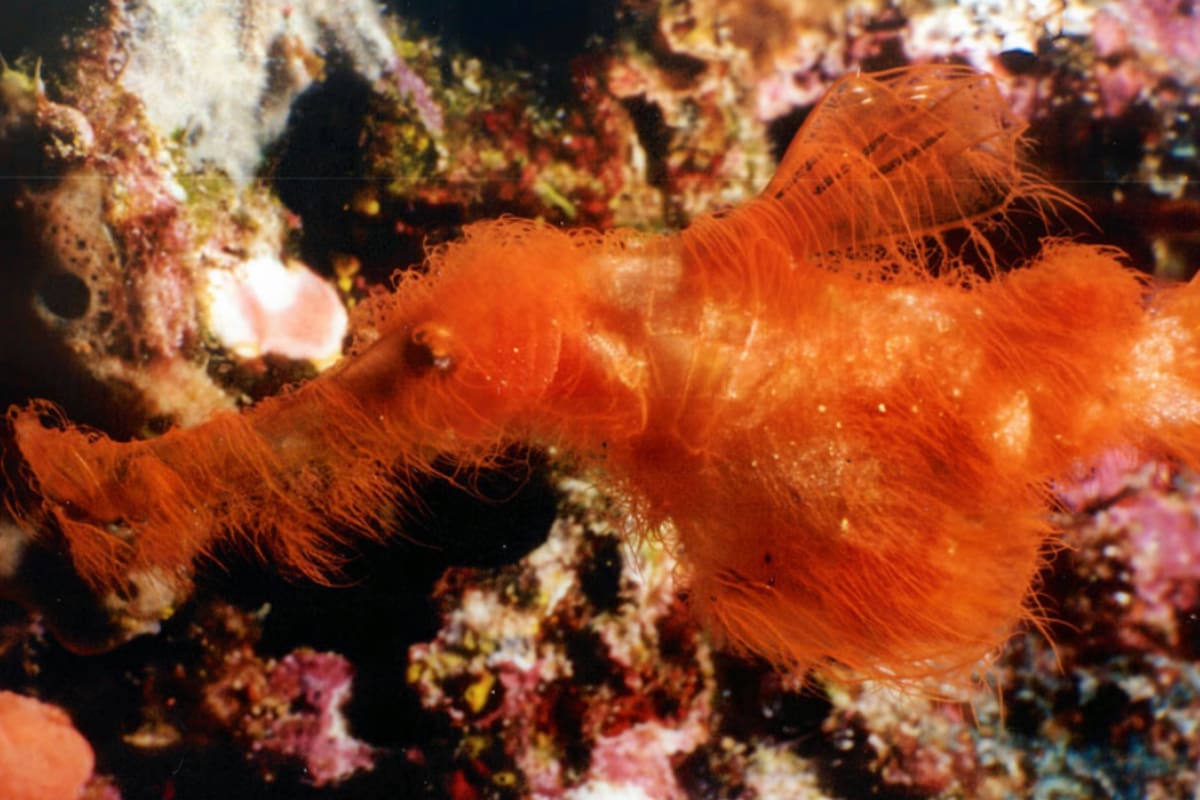 Así es el Solenostomus snuffleupagus, el pez peludo bautizado con el nombre de un personaje de Plaza Sésamo