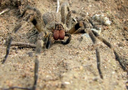 Así es la araña bananera, la cual se encuentra en Brasil, Argentina, Paraguay, Perú y Uruguay