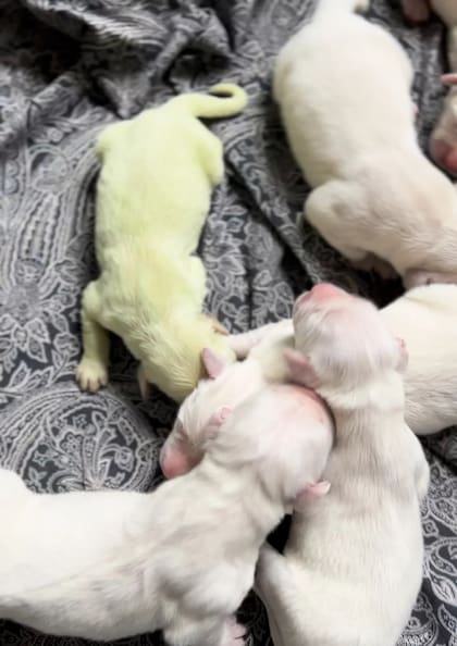 Así es la cachorrita de golden retriver que nació de color verde a diferencia de sus hermanos