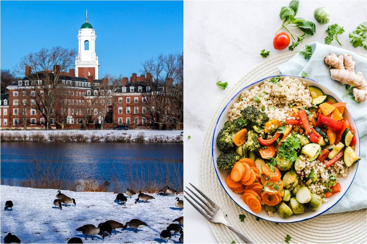 Así es la dieta perfecta según Harvard