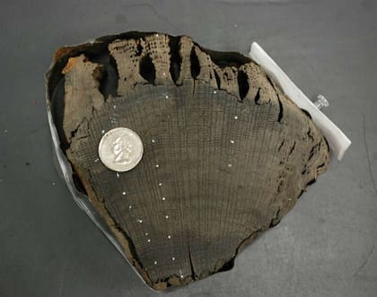 Así es la madera de roble que supo ser parte del barco
