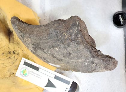 Así es la mandíbula hallada, perteneciente a la tortuga gigante