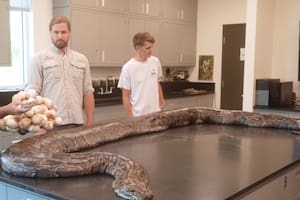 Así es la pitón más grande hallada en Florida