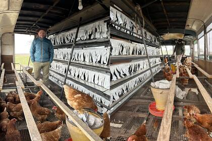 Así es por dentro el gallinero, donde los animales tienen bebedero, comedero y el lugar donde pueden poner los huevos