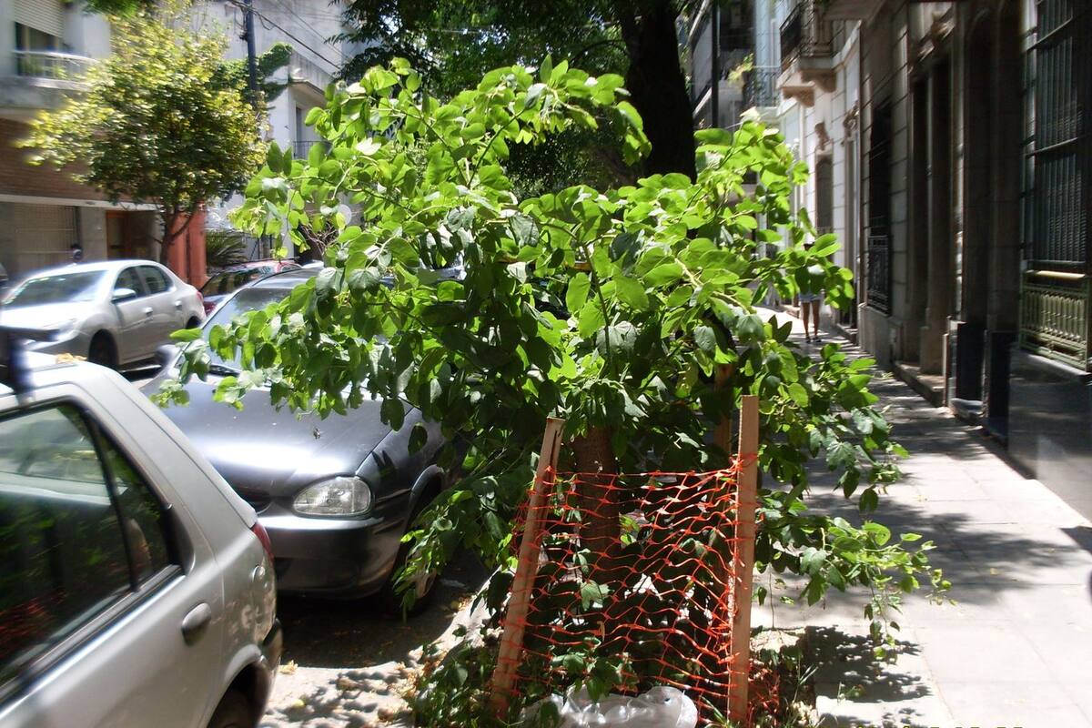 Así está hoy la Bauhinia del barrio de Flores, en Bacacay al 2300