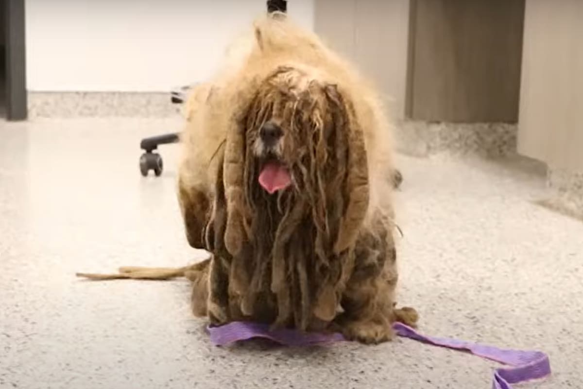 Así estaba Simon, en estado de completo abandono, antes de que lo rescatara una ONG