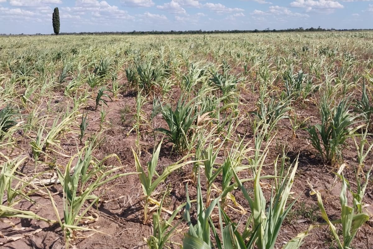Así están los cultivos en la provincia de Chaco