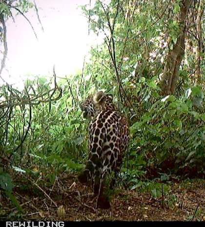 Así fue captado el nuevo cachorro de yaguareté