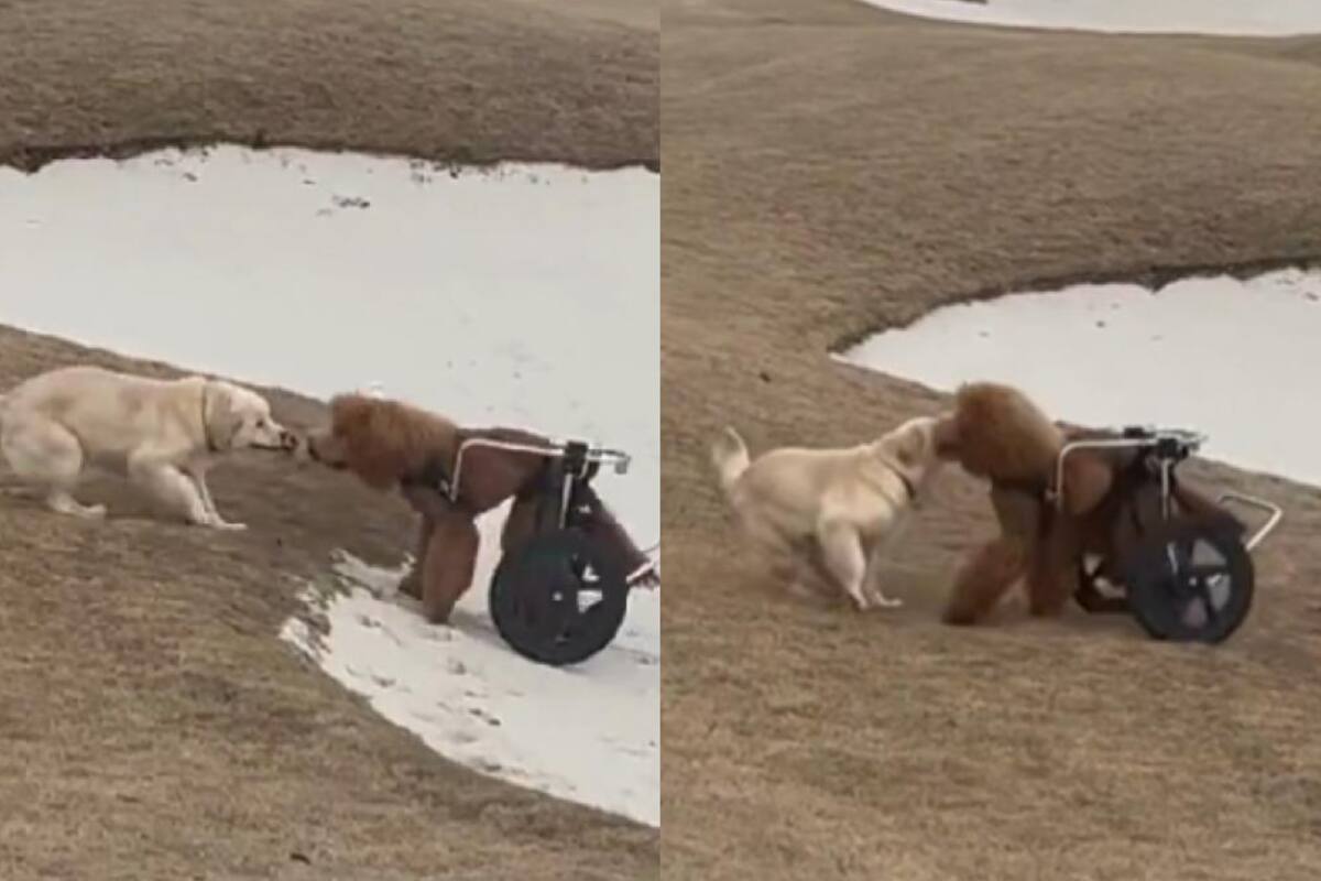 Así fue como este perro ayudó a desatascar la silla de su compañero (Foto: Twitter @buitengebieden)