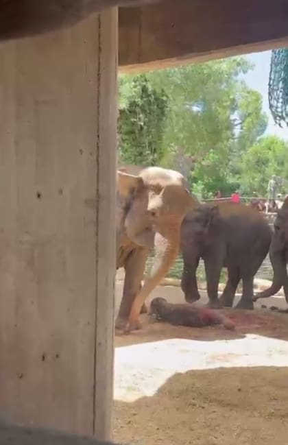 Así fue el nacimiento de una cría de elefante asiático en el Zoo Aquarium de Madrid (Captura: Instagram @zoo_aquarium_madrid)