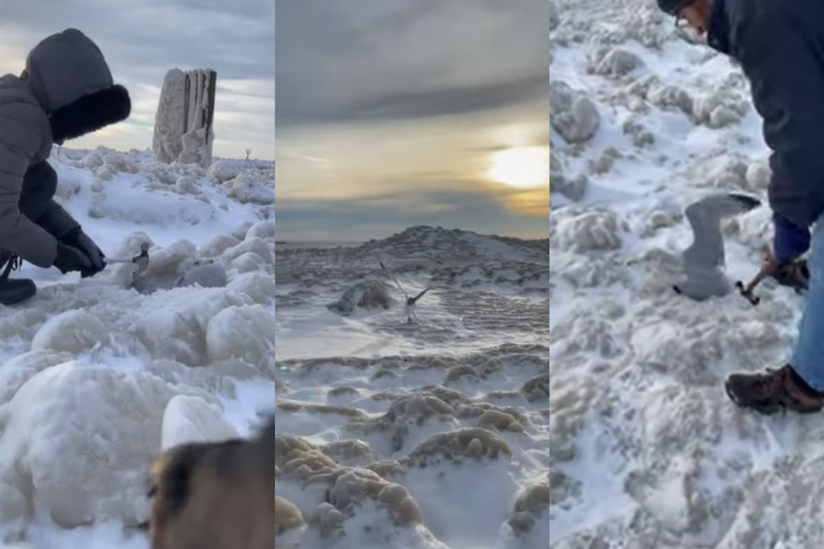 Así fue el rescate de varias gaviotas que sufrieron los efectos de las fuertes nevadas