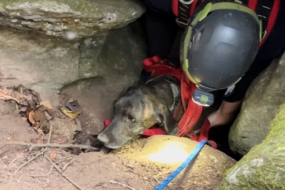 Así fue el rescate del perro de caza que estaba en la cueva de un oso en Estados Unidos