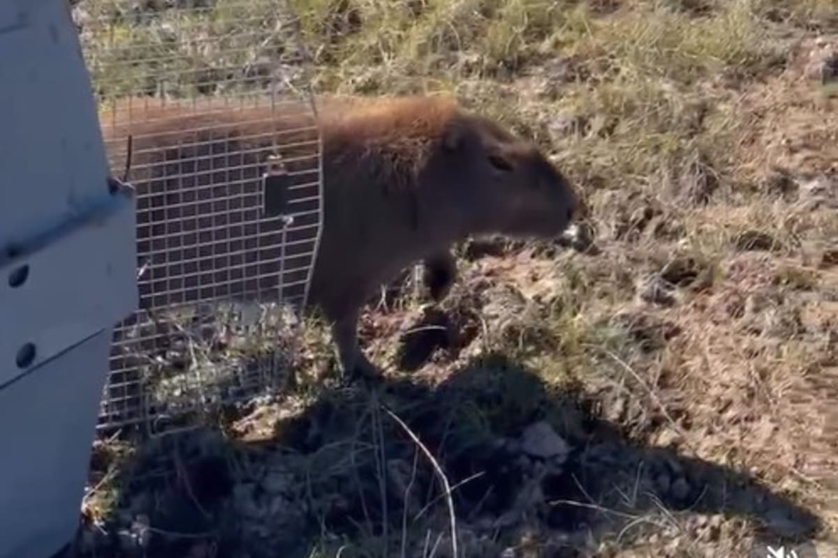 Así fue liberado el carpincho rescatado en abril