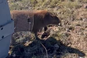 El emocionante video del carpincho que había sido atropellado en Núñez y pudo ser liberado en Santa Fe