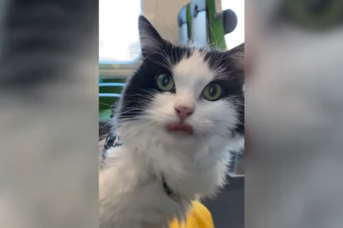 Así fueron las cinco horas de viaje de este gato en un tren que admite mascotas