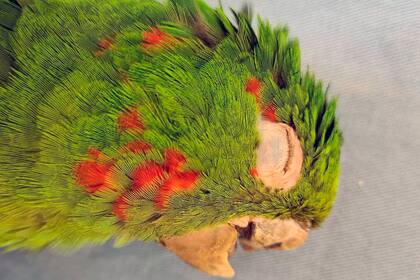Así había ingresado el loro a la fundación brasileña especializada en recuperación de animales.