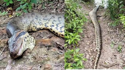 Así hallaron a la serpiente más grande del mundo luego de que se hizo viral su existencia