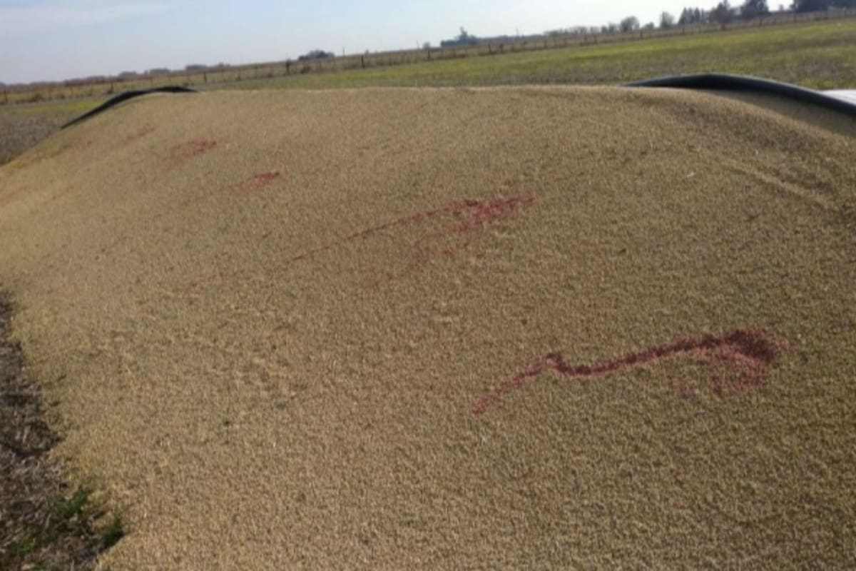 Así le dejaron la soja con un fungicida que se aplica en la semilla para evitar hongos