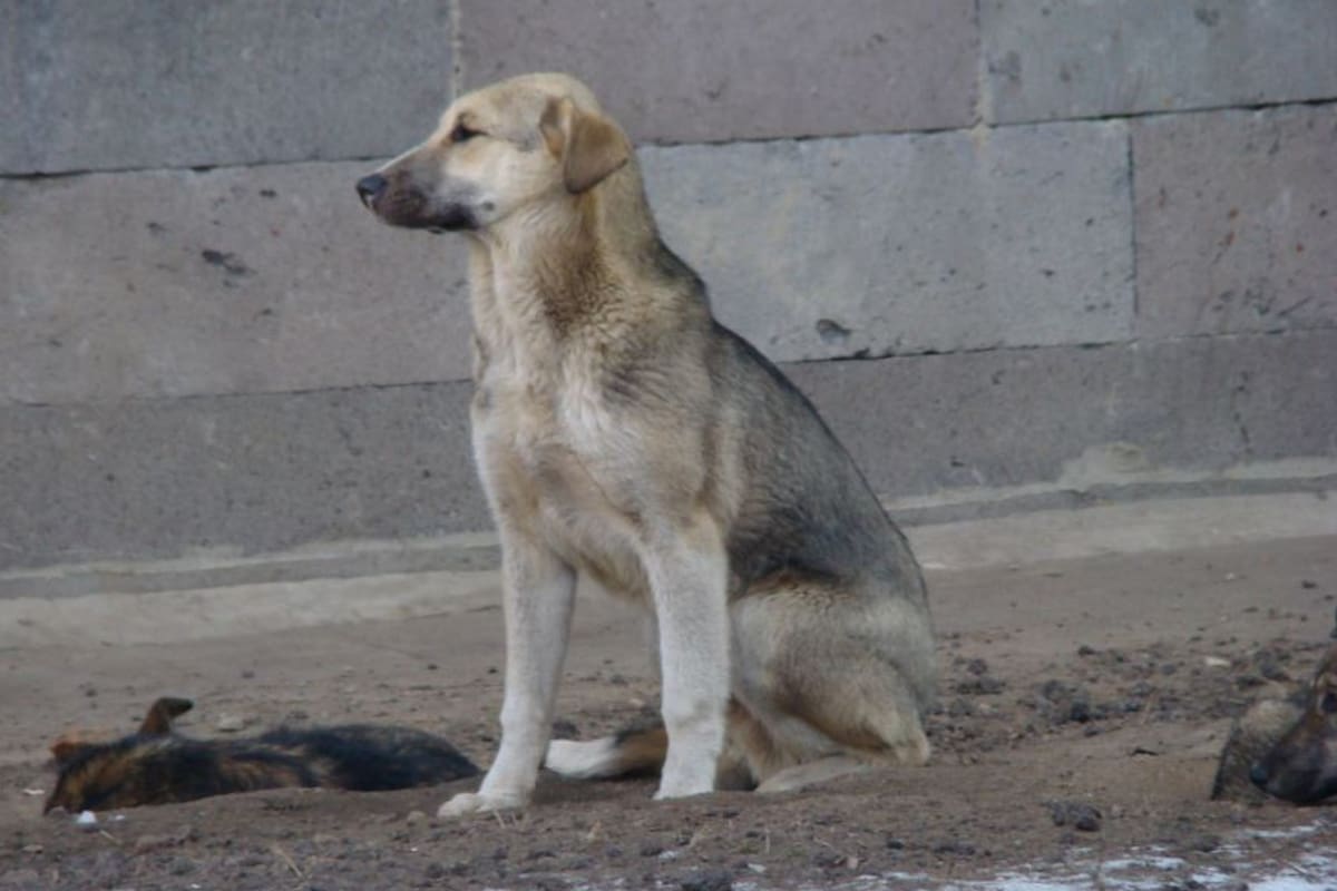 Así lo estima el colegio de veterinarios provincial