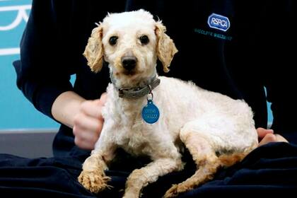 Así luce Monty luego de ser cobijada y tratada por el personal del RSPCA