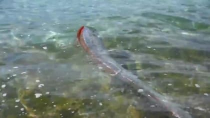 Así luce un pez remo en el agua