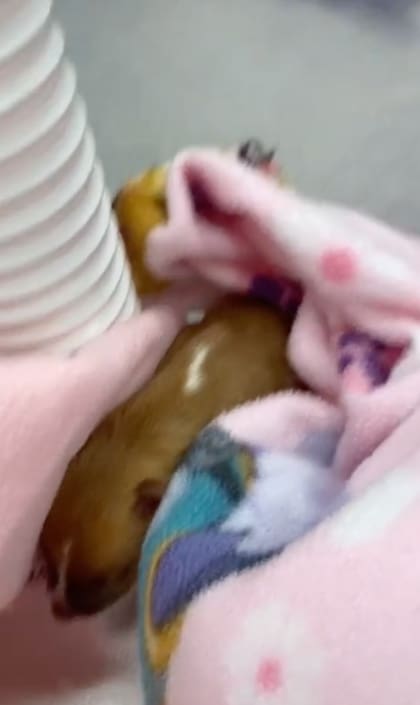 Así lucía el pequeño cachorro