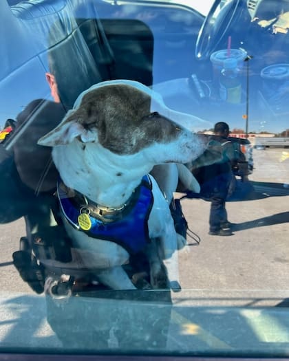Así lucía el perro que ocasionó el accidente, dentro del vehículo de sus dueños