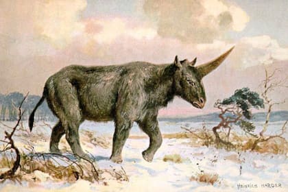 Así lucía el verdadero unicornio, conocido como rinoceronte lanudo