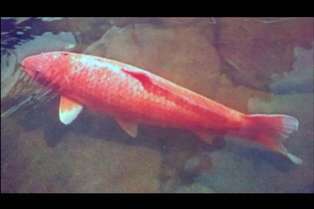 Así lucía Hanako en 1971, un pez koi hembra que vivió en el estanque del doctor Komei Koshihara durante ¡226 años!