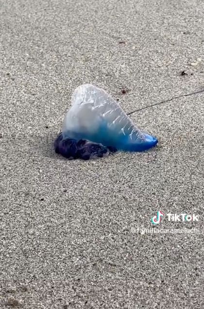 Así lucía la carabela portuguesa que un usuario de TikTok halló en la playa de Miami