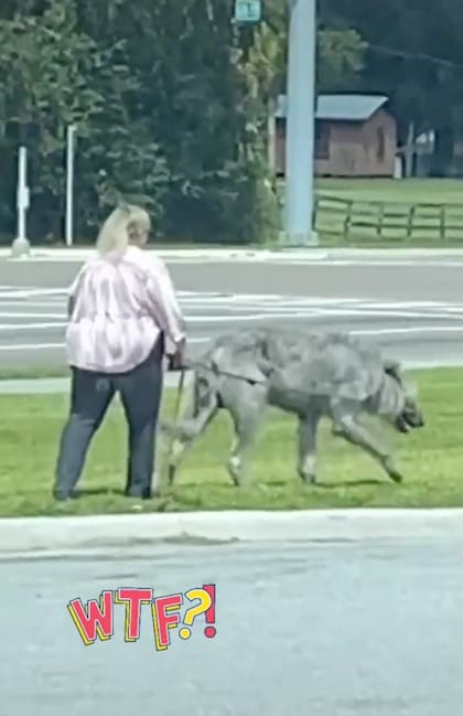 Así lucía la mujer con su estilo de lobo gigante