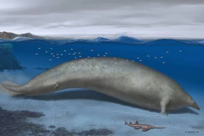 Así luciría el Perucetus colossus