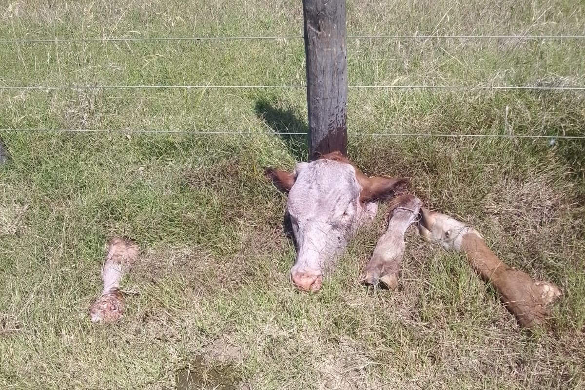 Así quedaron las partes de los animales faenados en el campo