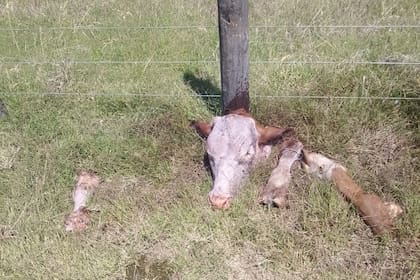Así quedaron las partes de los animales faenados en el campo