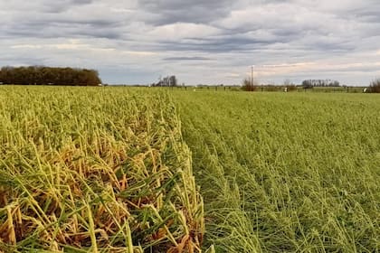 Así quedaron varios lotes tras el temporal