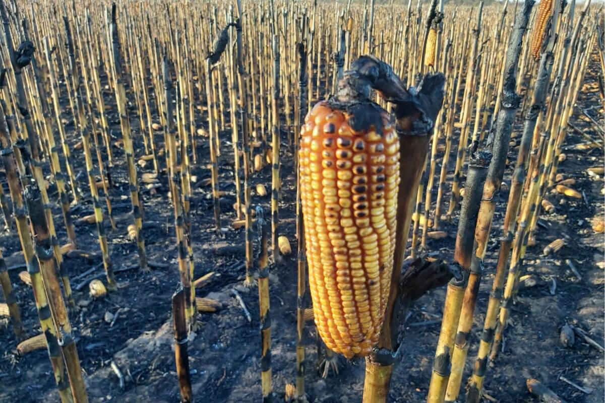 Así quedó el campo quemado en Oliva, Córdoba
