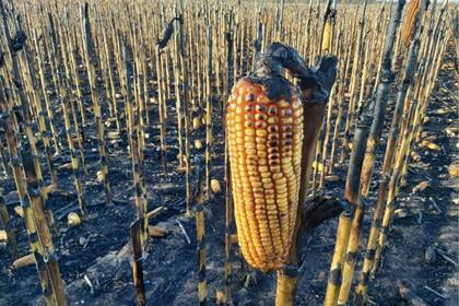 Así quedó el campo quemado en Oliva, Córdoba